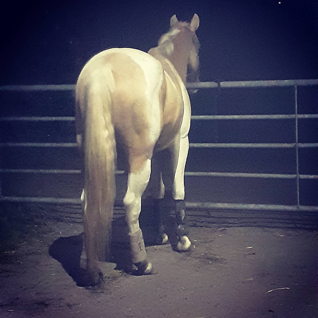 American Paint Horse 5 jarige ruin. Paarden te koop