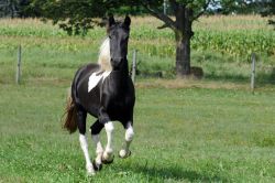 Klik om de advertentie te lezen