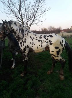 Klik om de advertentie te lezen