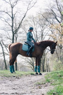 Hannoveraan, 6 jaar, ruin, recreatie