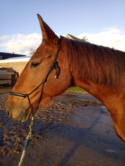 Geweldig lieve merrie 