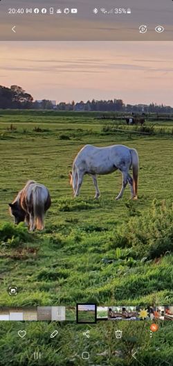 Lieve 12 jschimmelmerrie zonder bebreken
