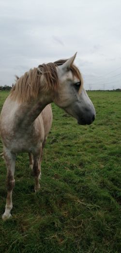 Klik om de advertentie te lezen