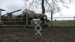 Spring- en dresuurprony 1.37 cm Schimmel