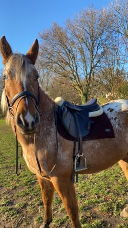 Appaloosa ruin 1,56m ruin