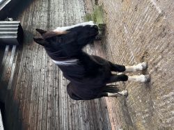 Vriendelijke ruin te koop