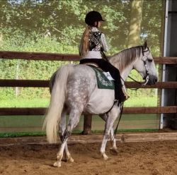 Am. Quarter Horse merrie, met papieren