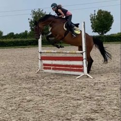 Talentvol springpaard 