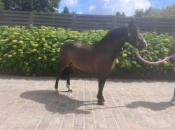 Spring B-merrie te koop 