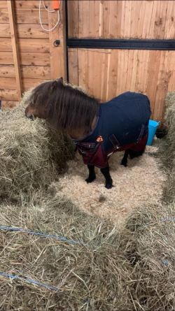  Bruine Shetlander