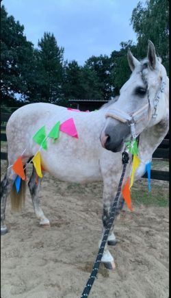 Lieve merrie te koop