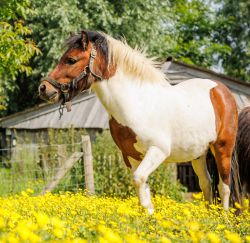 Bruinbonte hengst en zwartbonte merrie
