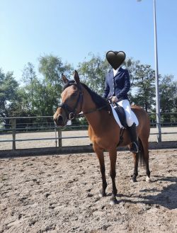 Prachtige E pony zoekt goud huisje