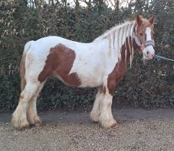 Bomproof pony