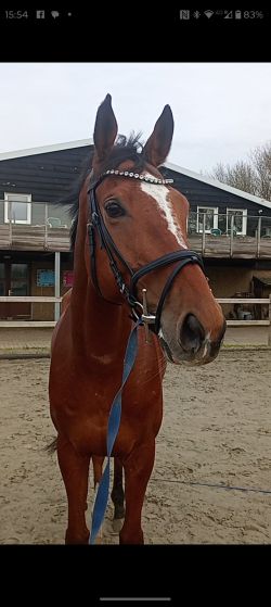 Superlieve knappe allrounder