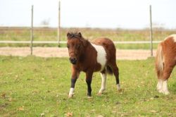 2 Shetland hengstjes