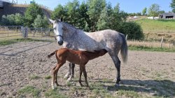 Mooie 7 jarige merrie