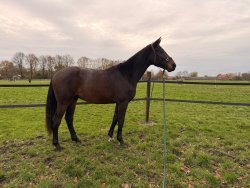 Mooi allround ruin (Dahl) 2.5 jaar