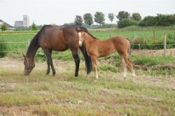 Friese paarden te koop.