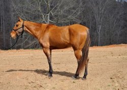 Friese paarden te koop..