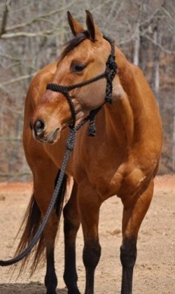 Friese paarden te koop.