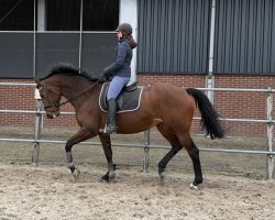 Frisse, lieve 17 jarige merrie