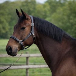 Paarden te koop