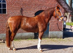 Paarden te koop