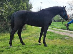 Paarden te koop