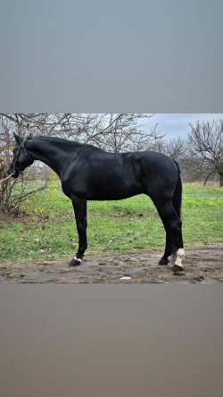 Paarden te koop