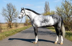 Paarden te koop