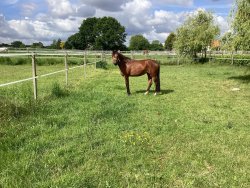 Paarden te koop