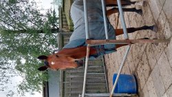 Paarden te koop