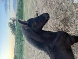 Paarden te koop