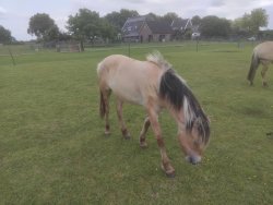 Paarden te koop