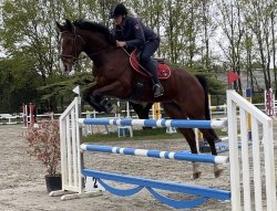 Paarden te koop