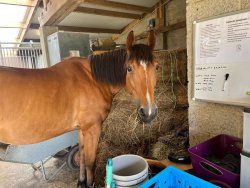 Paarden te koop