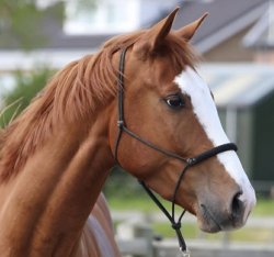 Paarden te koop