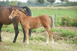 Paarden te koop