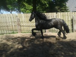 Paarden te koop