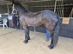 Paarden te koop